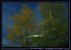 Like my good friend Dan says : "Small Swiss Pike Fishes c... by Michel Lonfat 